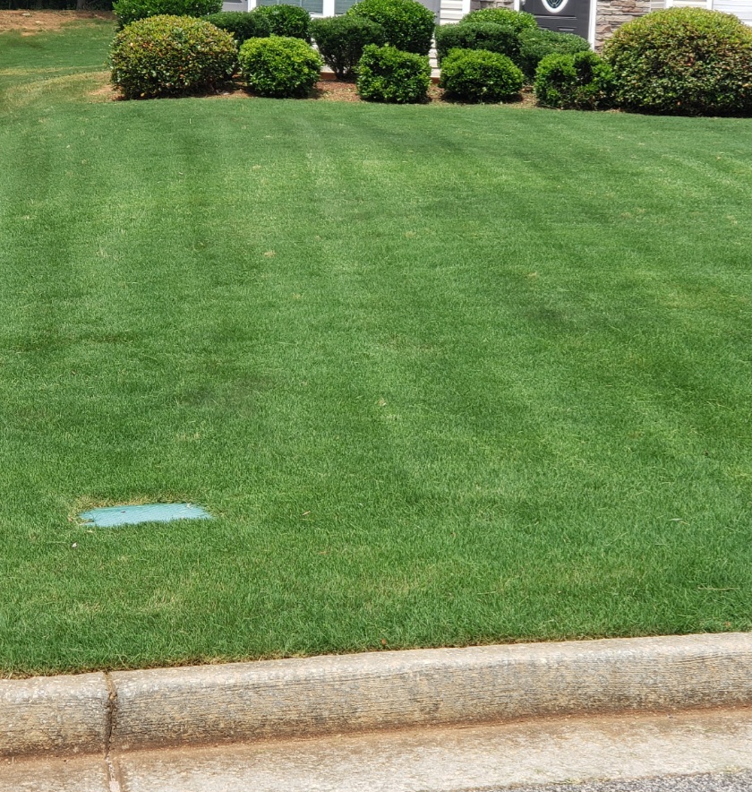 healthy grass in a front yard of a home with bushes in the back