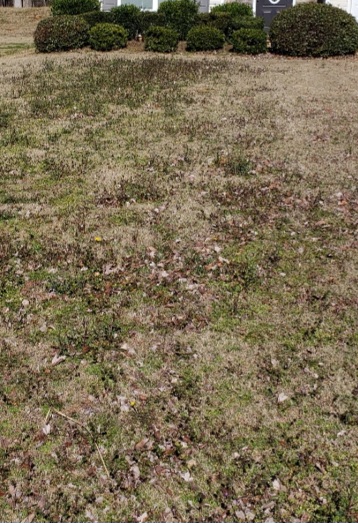 dying grass and leaves with bushes in the background